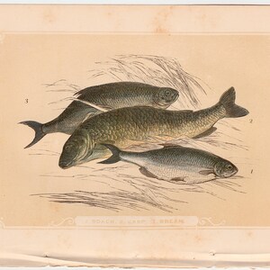 May include: An antique illustration of three fish: a roach, a carp, and a bream. The fish are depicted in shades of gray and green, with detailed scales and fins. The artwork is set against a beige background with a decorative border.