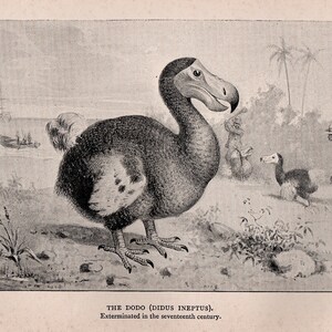 Dodo Text C. 1893 DODO BIRD Lithograph • Original Antique Print • Dronte Print ...