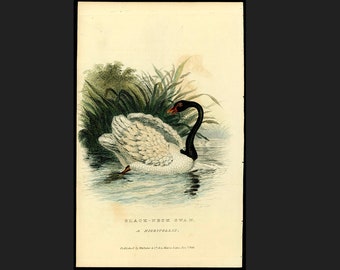 c. 1829 BLACK NECKED SWAN engraving • original antique print • hand colored engraving • water bird print from Cuvier •