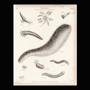 C. 1817 SEA CUCUMBERS print • original antique print • ocean animal print •  sea slug nudibranch • antique sea life print • marine animals