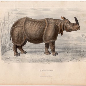 c. 1880 RHINOCEROS engraving • original antique print • hand colored engraving •Asian & African animal print • Safari print