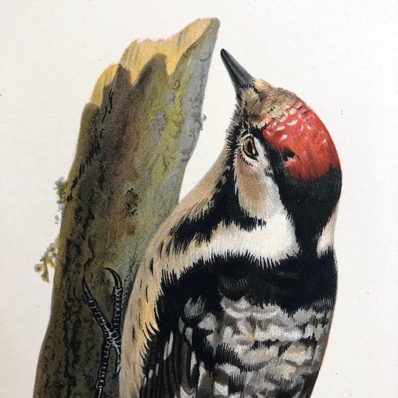 gorgeous color lithograph 1924 WOODPECKER print Lesser Spotted Woodpecker c Wright Swedish ornithology original antique bird print