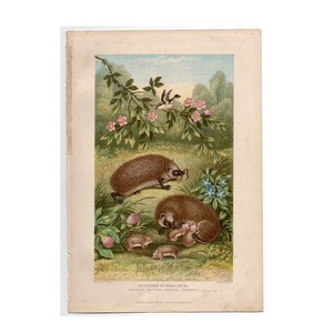 c. 1909 HEDGEHOG FAMILY lithograph • original antique print • nocturnal animal print • antique animal print • hedgehogs • Erinaceinae