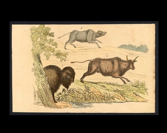 BUFFALO BISON engraving c. 1835 - original antique print • hand colored engraving - exotic nature scene - American West animal print