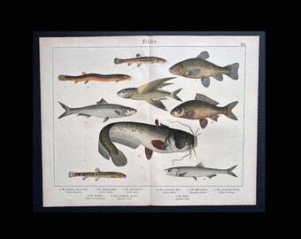 c.1890 FISH lithograph • original antique print • fishes print • sea life • marine life • catfish • carp • herring •  flying fish print