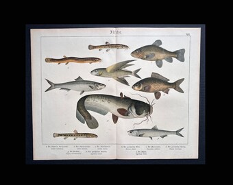 Litografía de PECES c. 1890 • Grabado antiguo original • Grabado de peces • Vida marina • Vida del mar • Bagre • Carpa • Arenque • Grabado de pez volador