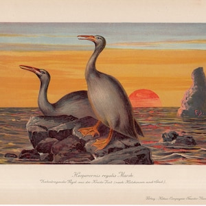 c. 1902 DINOSAURIER Lithographie - Phesperornis regalis Sumpf - Original Antiker Druck - Fossile Reptilien - ausgestorbenes Tier - prähistorisches Tier