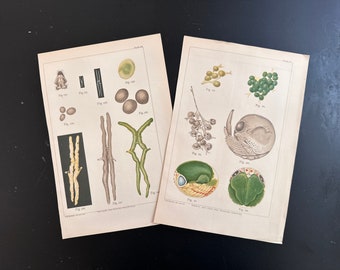 c. 1895 LOBSTER EGGS lithograph • set of 2 original antique prints • sea life • marine crustacean vhomarus americanus • lobster reproduction