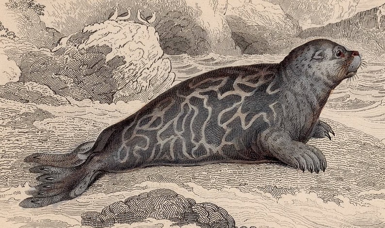 c. 1833 SEAL engraving original antique print pinniped print Jardine marine animal print marbled seal image 3