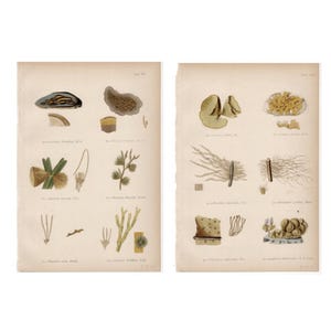 c. 1872 BROWN SEAWEED prints - set of 2 original antique prints •  marine botanical print • seaweed print • phycology prints