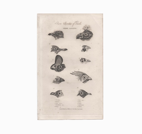 1829 年頃 鳥の頭の彫刻 • オリジナルのアンティークの版画 • 鳥の解剖