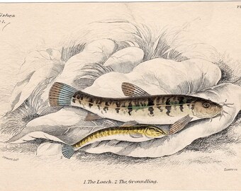 1836 pescado original antigua vida marina vista del océano impresión de la loach y la base