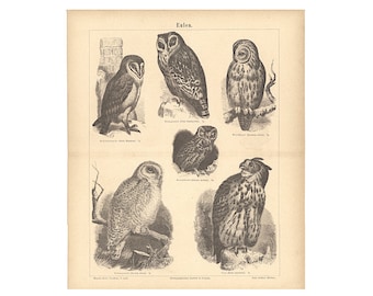 c. 1875 OWLS engraving - original antique print • bird print - ornithology avian birds - antique owl print - bird of prey - owl