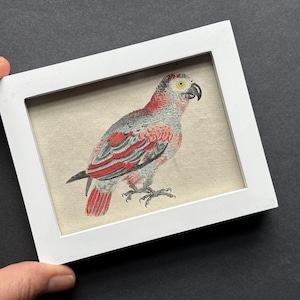 c. 1785 FRAMED PARROT engraving •  original antique print • ornithology print - hand colored • psittacines print • small bird print
