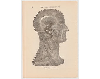 1920 年代のフランスの人体解剖学解剖図鑑 頭蓋神経と身体神経の印刷