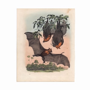 BATS print c. 1852 • original antique print • hand colored lithograph of bats • Halloween decor • vampire print • chauve souris • roussette