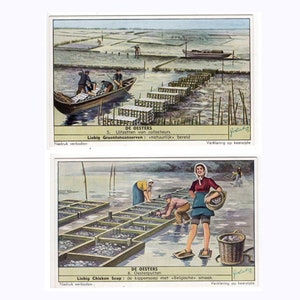 winzig! c. 1954 OYSTER FARMING Lithographien - Miniatur Vintage Werbekarten - Austerndrucke - Austernbett - Perlendruck - Perlentauchen