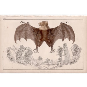 FRUIT BAT print c. 1852 - original antique print - hand colored • bats print - Halloween decor - Chiroptera - chauve souris - Vampire bat