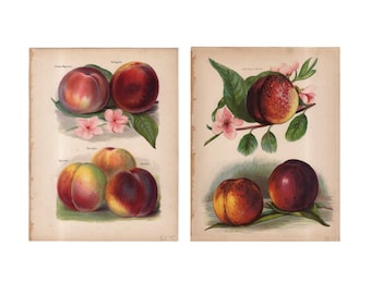 c. 1890 PEACH lithographs • set of 2 original antique prints • fruit prints • peaches prints • kitchen botanical prints • nectarine print