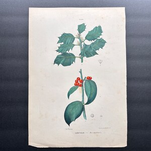 c. 1872 HOLLY lithograph • original antique print • flower print • Italian botanical print • botany print • red botanical •