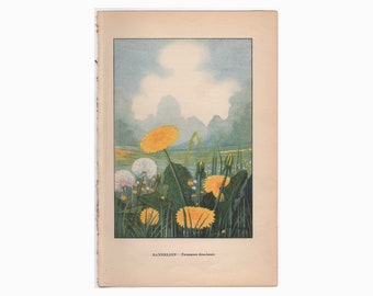 c. 1930 DANDELION lithograph • original vintage print • flower print • garden flowers • botany • botanical print • daisy family • a weed!