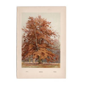 c. 1888 BEECH TREE lithograph • original antique print • tree print • plant print • botanical print • trees print • 5 X 7&quot;
