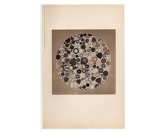 DIATOMS vintage print c 1934 - original vintage lithograph - sea algae - microscopic view - sepia lithograph - microalgae - sea plant alga
