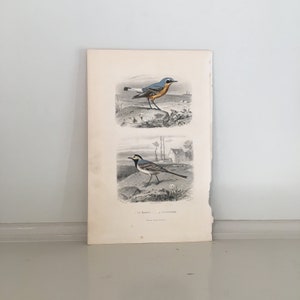 c. 1860 SONG BIRD PRINT - original antique print - hand colored engraving - Buffon bird print - passerine birds