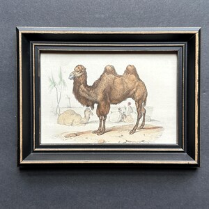 FRMAED CAMEL print c. 1860 • original antique print • hand colored • small antique animal print • Cuvier & Buffon • dromedary • bactrian