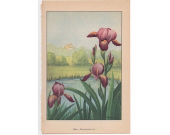 c. 1930 PURPLE IRISES lithograph • original vintage print • garden flower print • botany • botanical print • iris plant • junos print •