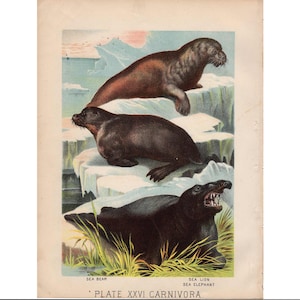 c. 1880 SEA LIONS lithograph • original antique print • seal print • ocean animals • marine life