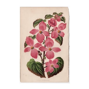 c. 1871 BEGONIA lithograph • original antique print • botanical print • garden print • magenta flower print • pink flowers