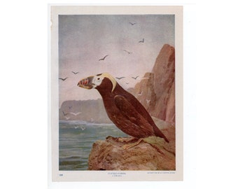 c. 1914 PUFFIN lithograph • original antique print • bird print • seabird • Atlantic Puffin • Jardine • Lizar print • auk print