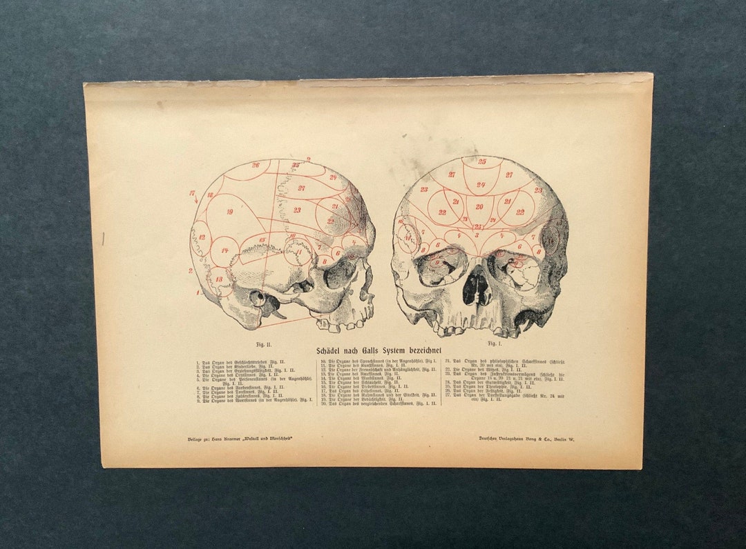 HUMAN SKULL Print C. 1900 Original Antique Print Antique Skeleton Print ...