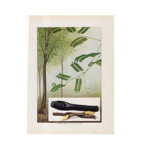 c. 1911 LICORICE PLANT lithograph • original antique print • kitchen wall art • licorice candy • licorice stick • licorice root print