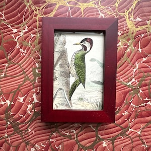 tiny! c. 1858 GREEN WOODPECKER framed print • original antique print • antique bird print • Picidae print • woodpeckers • ready to display