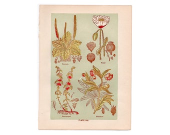 c. 1906 MEDICINAL PLANT lithograph • original antique print • botanical • flowers • medicinal herbs • plantain pennyroyal hellebore poppy
