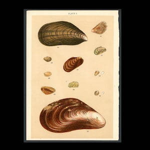 c. 1901 SEA SHELL lithograph • original antique prints • seashells print • beachcombing print • beach art • mollusk shells • mussels