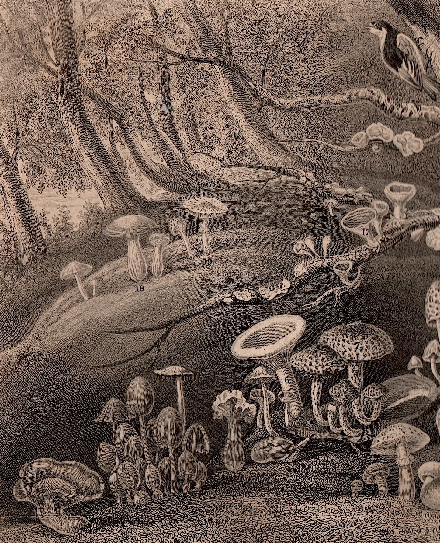 FUNGI & MUSHROOM Engraving C. 1857 • Original Antique Prints • Forest ...