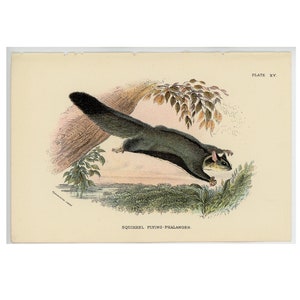 Puede incluir: Una ilustración vintage de una ardilla voladora, también conocida como falangero volador, deslizándose por el aire. La ardilla está representada en un entorno natural con follaje y un tronco de árbol. La imagen está etiquetada como "Squirrel Flying-Phalanger" y "Plate XV."