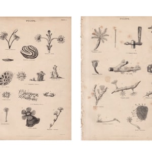 May include: Two pages from a vintage book illustrating different types of polyps. The illustrations are in black and white and show various shapes and sizes of polyps.