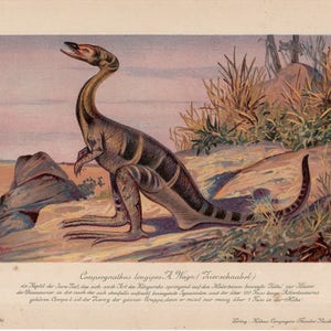 c. 1902 DINOSAUR lithograph - compsognathus longipes - original antique print - fossil reptiles - extinct animal print - prehistoric animal