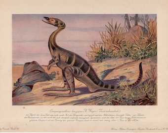 c. 1902 DINOSAURIER Lithographie - Compsognathus longipes - original antique print - fossile Reptilien - ausgestorbener animal print - prähistorisches Tier