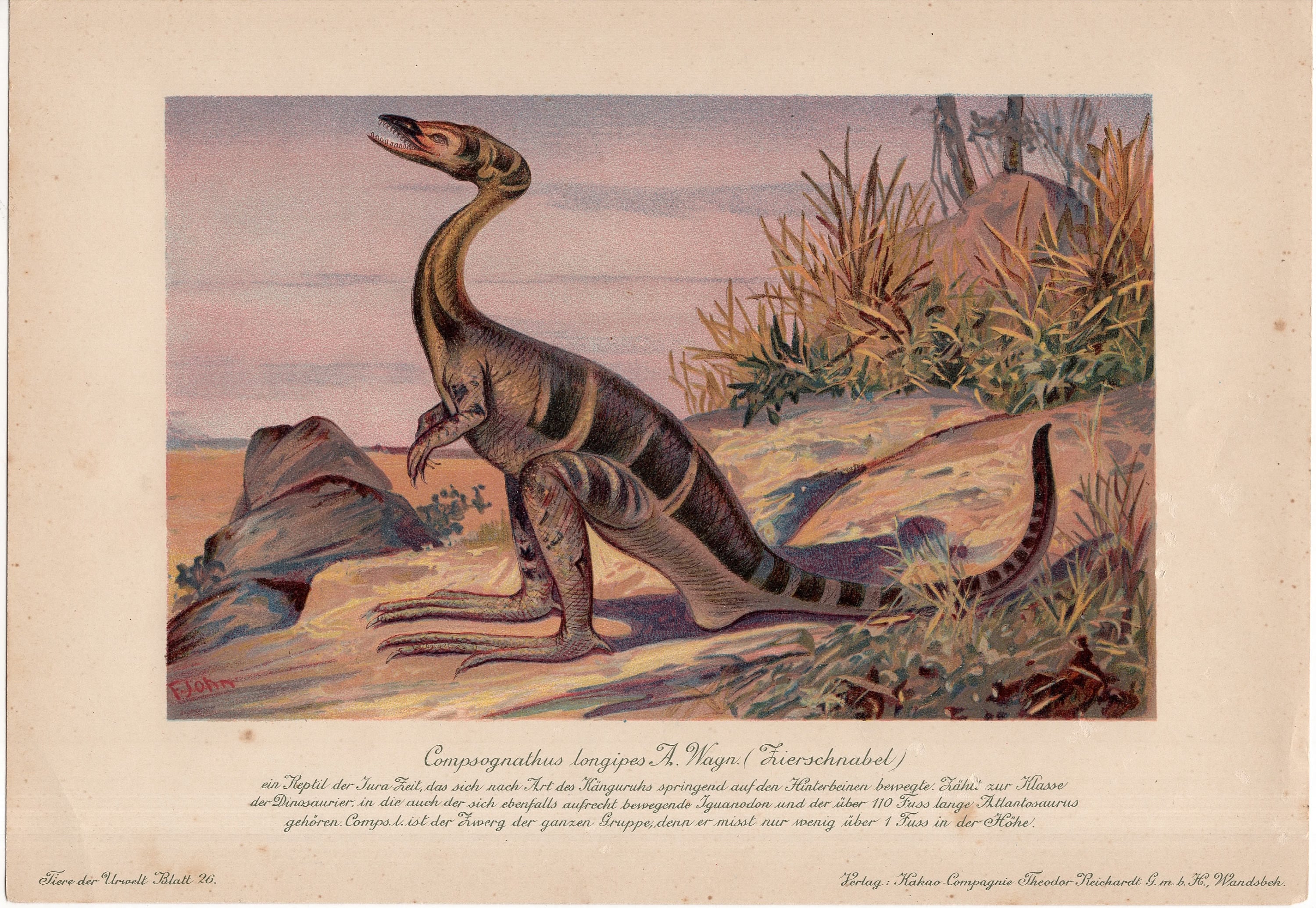 C. 1902 DINOSAUR Lithograph - Compsognathus Longipes
