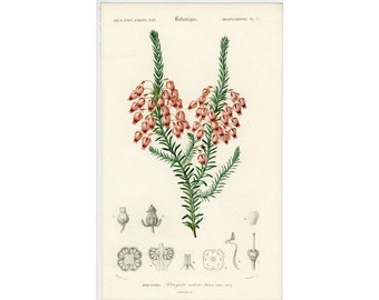 c. 1849 WINTER HEATHER engraving • original antique print • botanical print • D''Orbigny print • hand colored engraving • red flowers