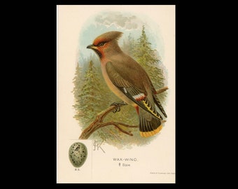 c. 1895 CEDAR WAX WING bird & egg lithograph • original antique print • song bird print • bird with her egg print