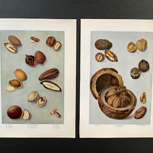 C. 1911 NUT PRINTS -  set of 2 original antique prints - pecan almond chestnut pignole filbert pistachio walnut brazil nut prints