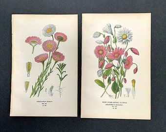 c. 1896 PINK FLOWERS lithographs • set of 2 original antique prints • botanical prints • flower prints • bouquet prints • by Edward Step