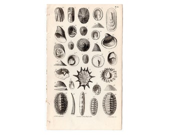 c. 1851 MUSCHELN IN S & W Gravur • original antiker Druck • antiker Muscheldruck • Muscheldruck • Conchologiedruck • Strandhaus Sommer