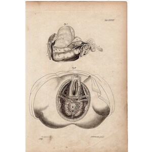 c. 1820 FEMALE ANATOMY engraving • original antique print • medical illustration • human anatomy • genital reproductive system
